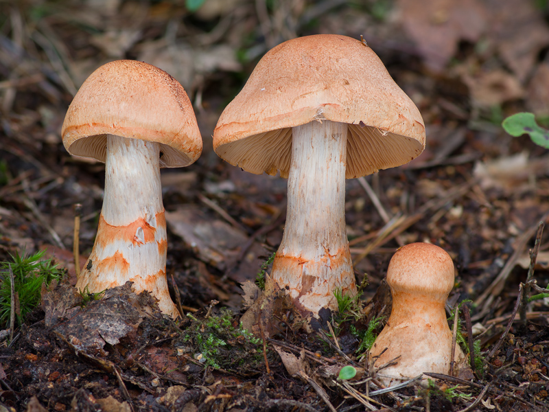 Cortinarius armillatus